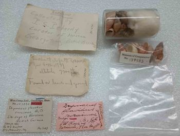 Media type: image; Malacology 137583 Description: An image of specimen MCZ:Mala:137583 and its labels.;